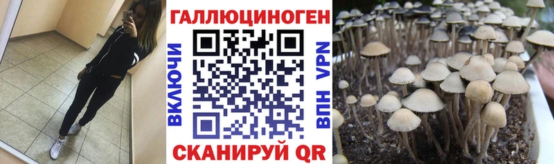 Псилоцибиновые грибы Psilocybe  Майкоп 